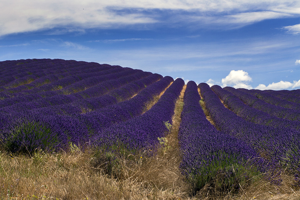 Фотографія Provence (5): і знову лаванда фіолєтова / Tom Vert / photographers.ua