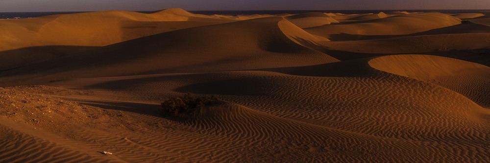 Фотографія Desert Rose №100, темно / Tom Vert / photographers.ua