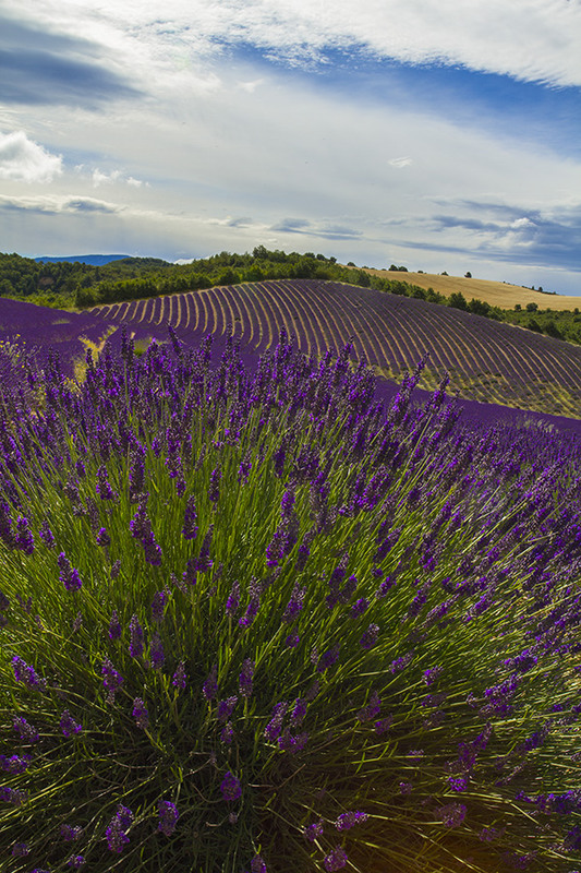 Фотографія Provence (2) / Tom Vert / photographers.ua