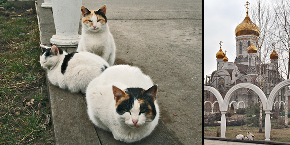 Фотографія Святая троица / Татьяна Партина / photographers.ua