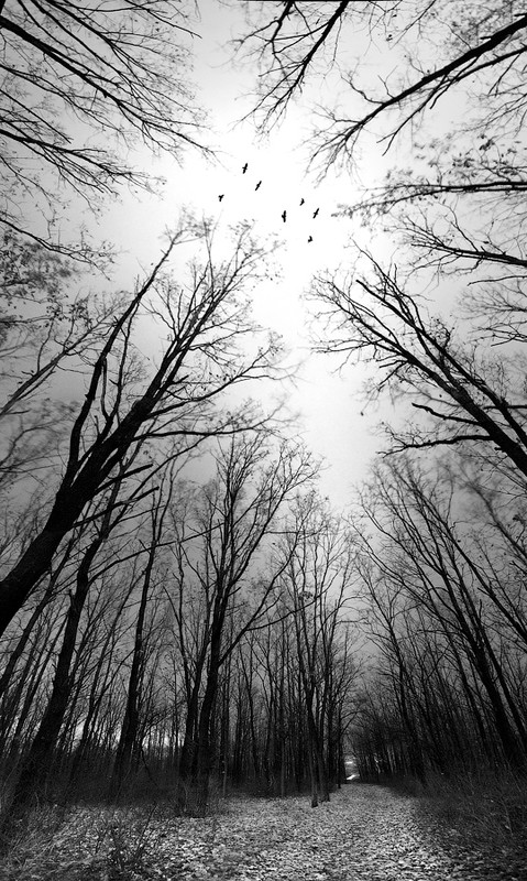 Фотографія в темно-сером лесу ... / Виталий Башкатов / photographers.ua