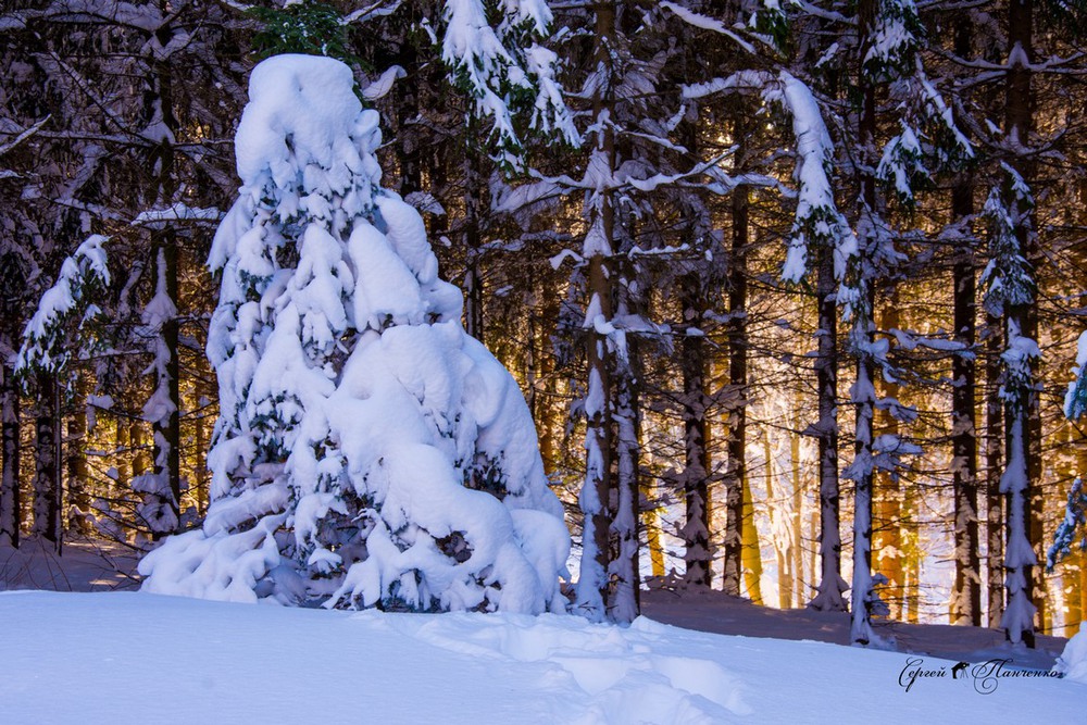 Фотографія New Year Tree / Sergei Panchenko / photographers.ua