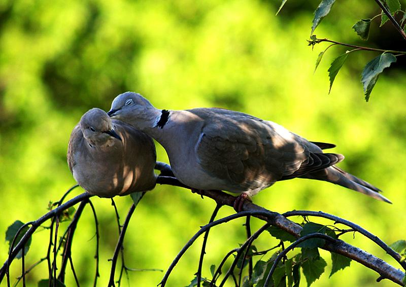 Фотографія Doves in Love / Костянтин Каменський / photographers.ua