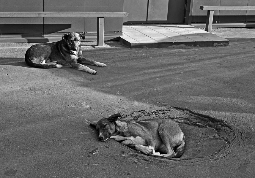 Фотографія dog day afternoon / ash / photographers.ua