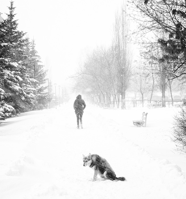 Фотографія every dog has its day / ash / photographers.ua