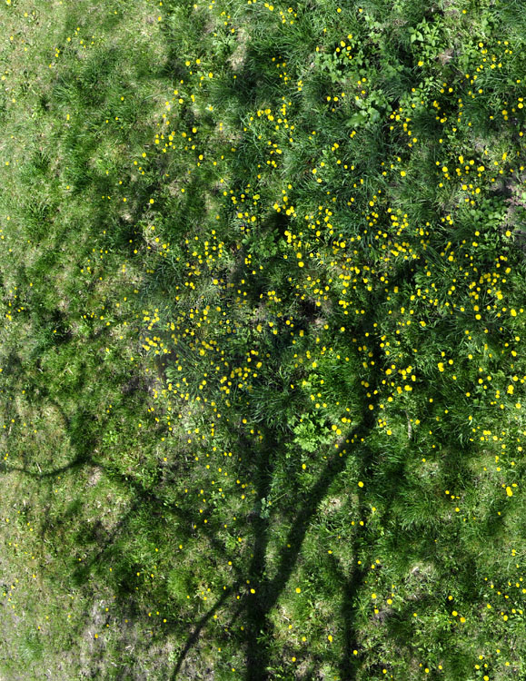 Фотографія dandelion tree / ash / photographers.ua