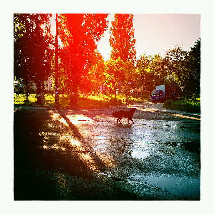 Фотографія черный пес утреннего города / ash / photographers.ua