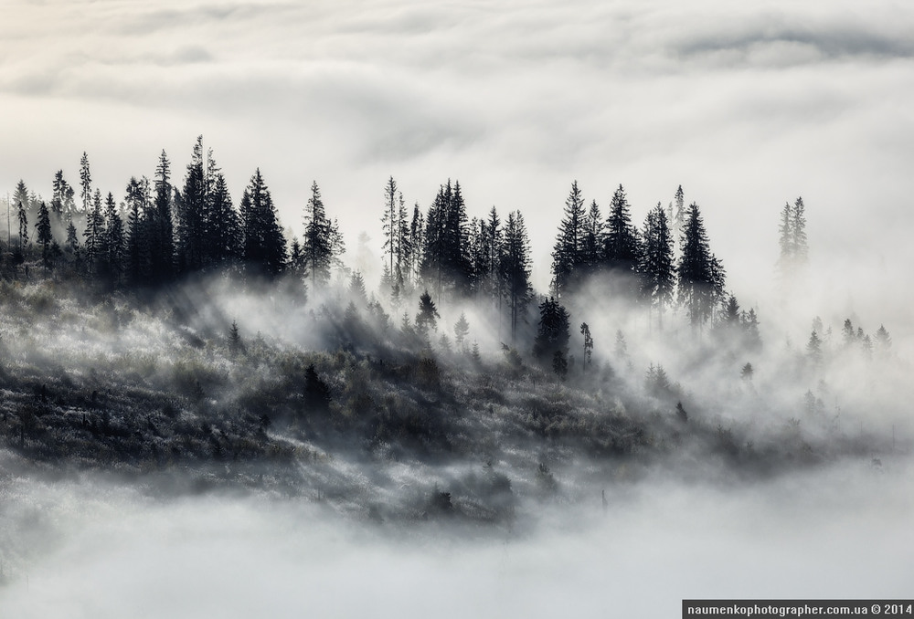Фотографія Высокие Татры. Туманное утро в лесу / Александр Науменко / photographers.ua