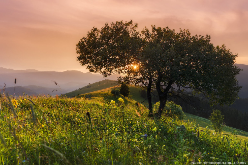 Фотографія Карпаты. Закат солнца с деревом. / Александр Науменко / photographers.ua