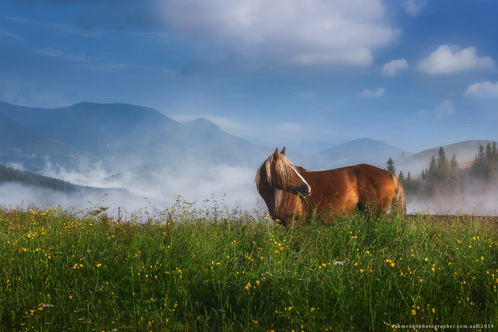 Фотографія Карпаты. Дземброня. Лошадь на высокогорном пастбище / Александр Науменко / photographers.ua
