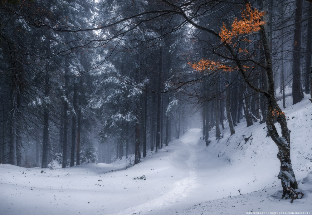 Фотографія Зимний лес по дороге на Петрос / Александр Науменко / photographers.ua