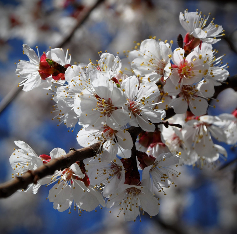 Фотографія яблони цветут... / Александр Токарь / photographers.ua
