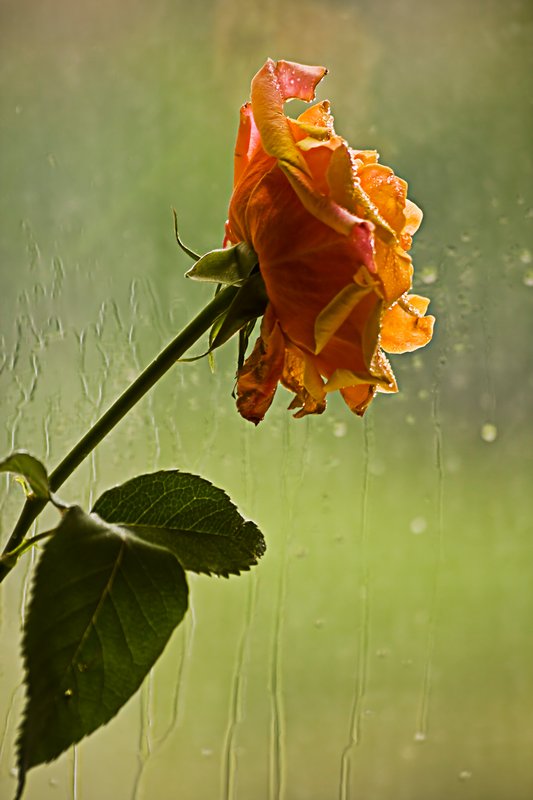 Фотографія весна,дождь,роза / Kirill Viavankin / photographers.ua