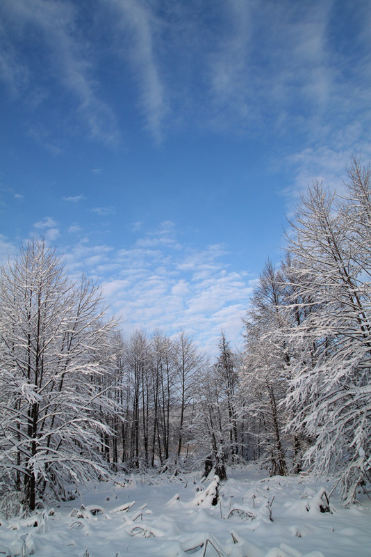 Фотографія В цвете зимы / Олександр Фесенко / photographers.ua