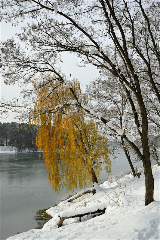 Фотографія Willow in winter / Усенко Юрий / photographers.ua