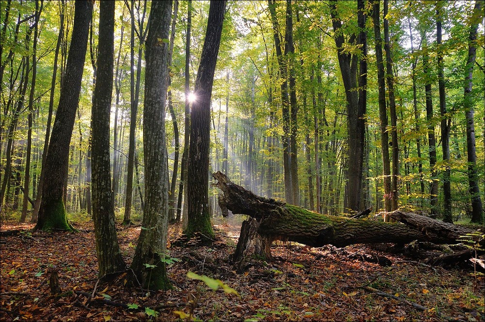 Фотографія *ПЖ* / Усенко Юрий / photographers.ua