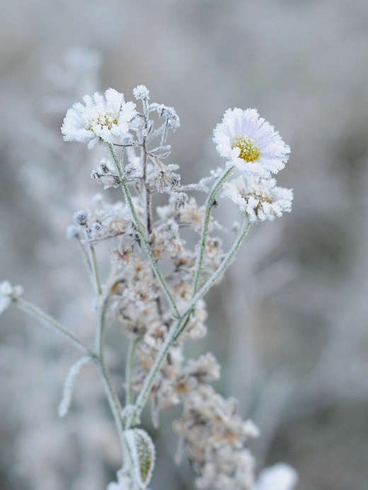 Фотографія ...несмелая ромашка полевая и так ее морозом шибануло... / Усенко Юрий / photographers.ua