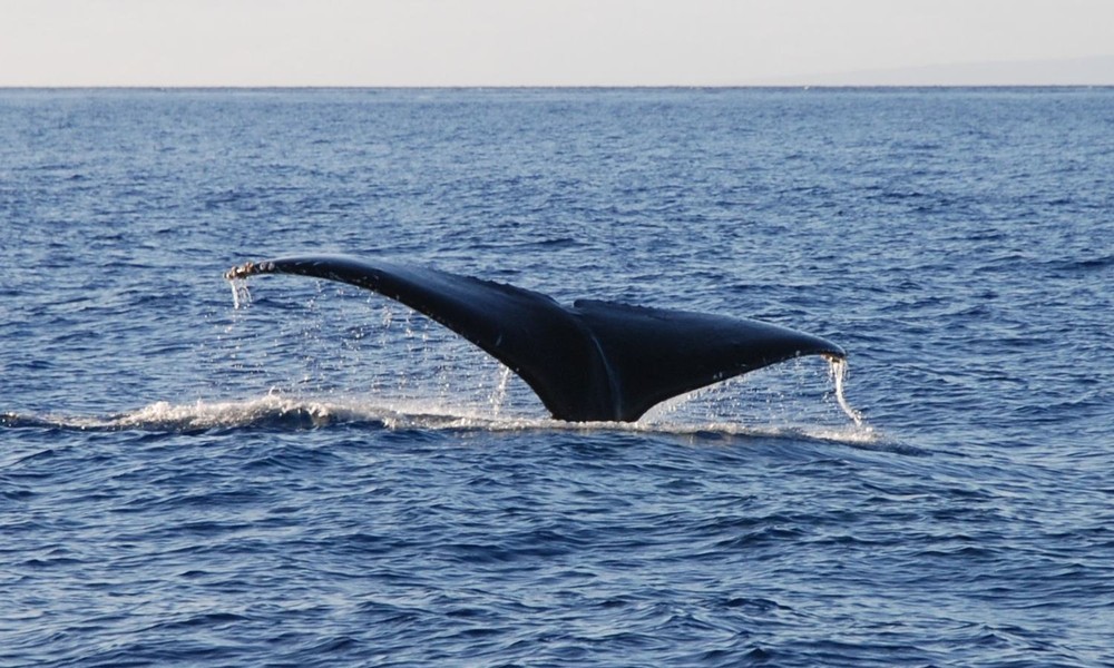 Фотографія Whale tale / Rob / photographers.ua