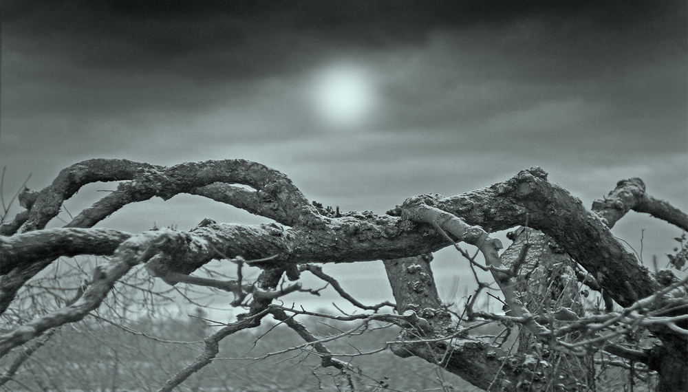 Фотографія Місячне проміння / Haта Радковская / photographers.ua