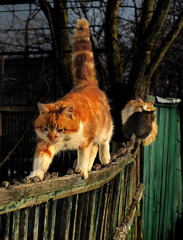 Фотографія Где разрешение на съёмку ? / Haта Радковская / photographers.ua