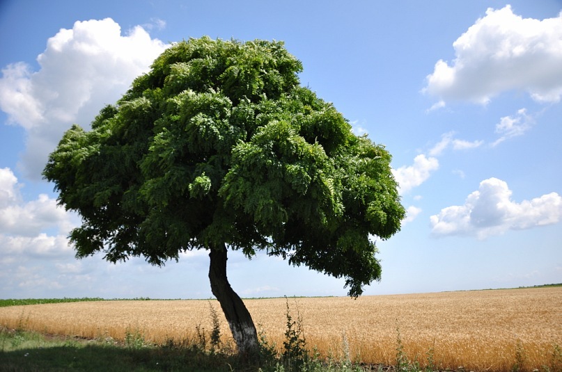 Фотографія самотнє деревце... / Роман / photographers.ua