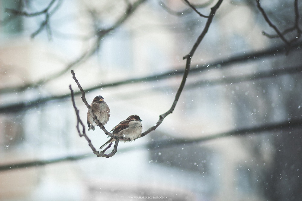Фотографія birdies / Bostan Natalia / photographers.ua