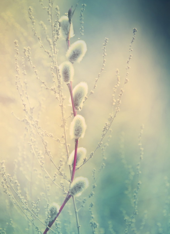 Фотографія Природные связи / Molto Originale / photographers.ua