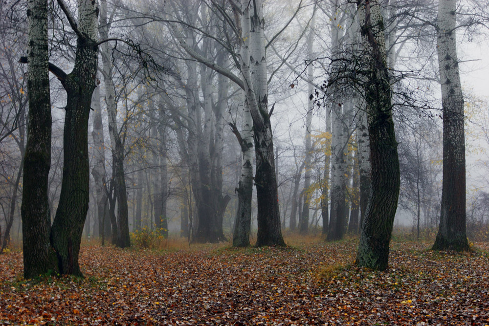 Фотографія Призрачный лес. / Sergey Shulga / photographers.ua