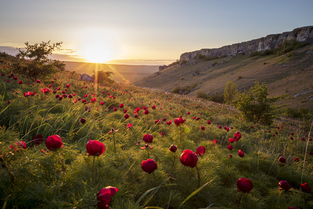 Фотографія Весенним вечером. / Sergey Shulga / photographers.ua
