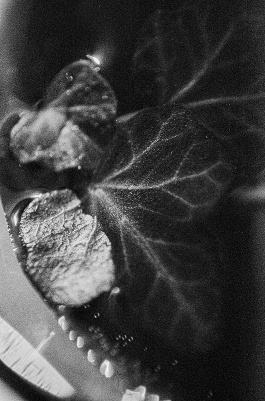 Фотографія Макро / Олександра Бонд / photographers.ua