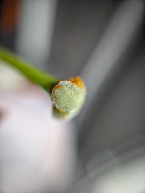 Фотографія Коли рильце дійсно в пушку) / Олександра Бонд / photographers.ua