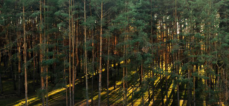 Фотографія Caramelized pines / Олександра Бонд / photographers.ua