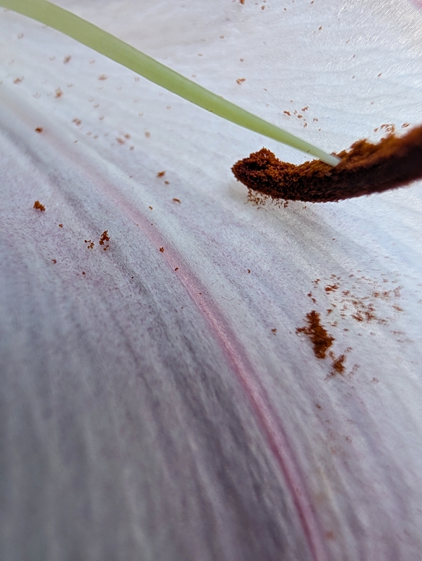 Фотографія Макро / Олександра Бонд / photographers.ua