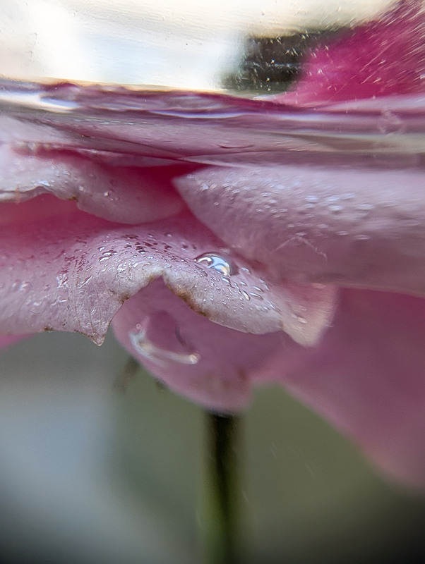 Фотографія Макро / Олександра Бонд / photographers.ua