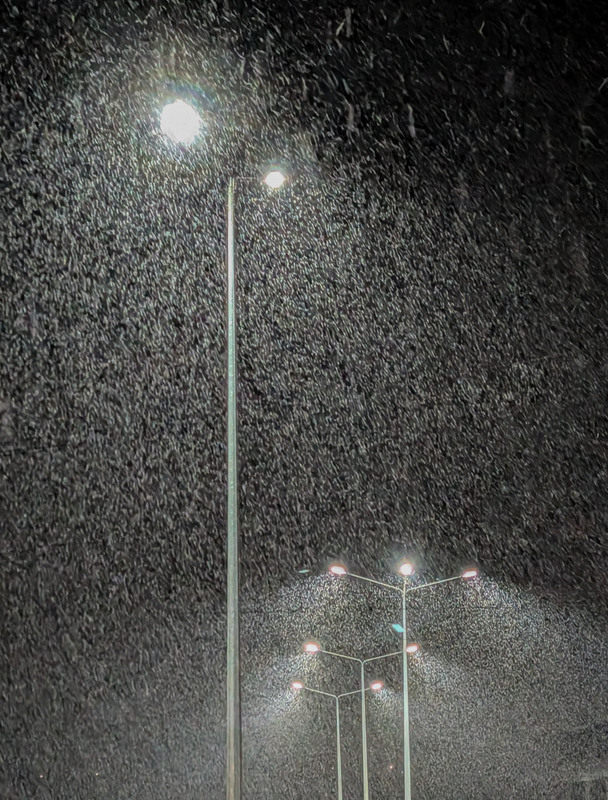 Фотографія Білі мухи налетіли / Олександра Бонд / photographers.ua