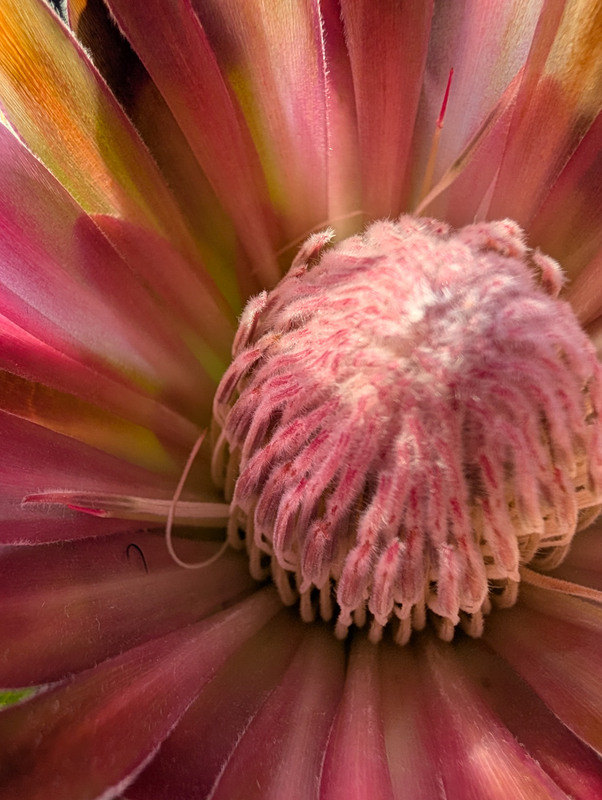 Фотографія Макро / Олександра Бонд / photographers.ua