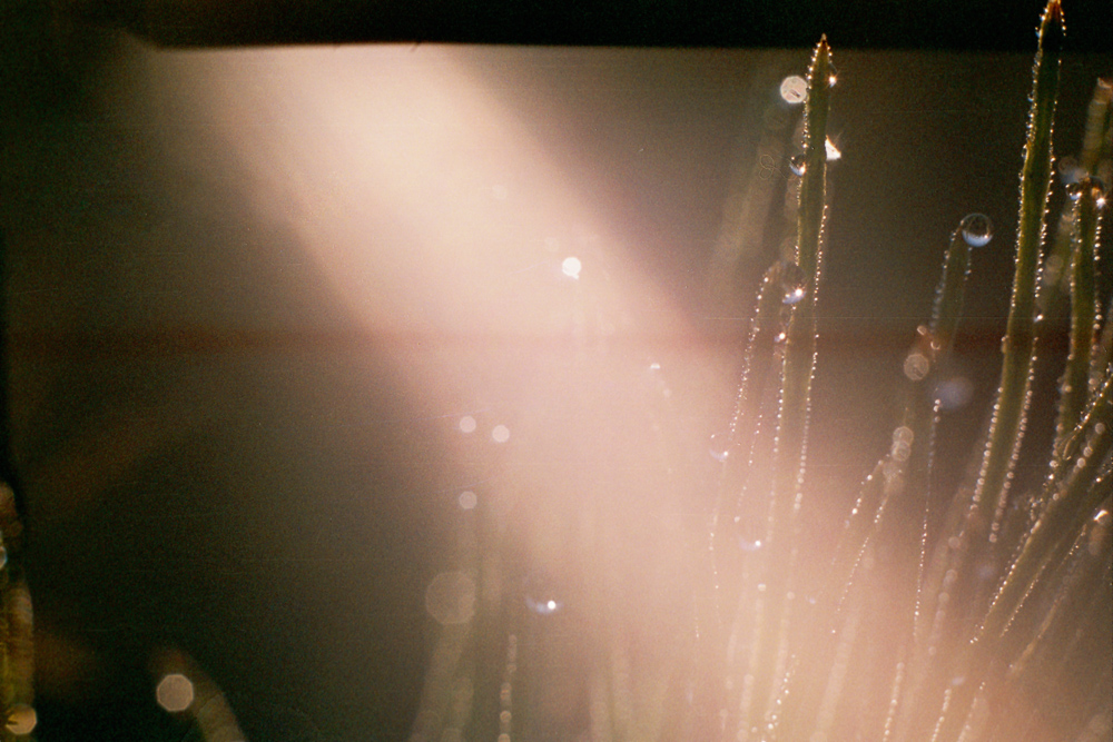 Фотографія Ray of hope / Олександра Бонд / photographers.ua