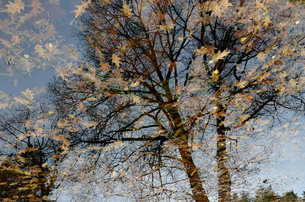 Фотографія " Осенний Ноктюрн " / Николай Галилеев... / photographers.ua