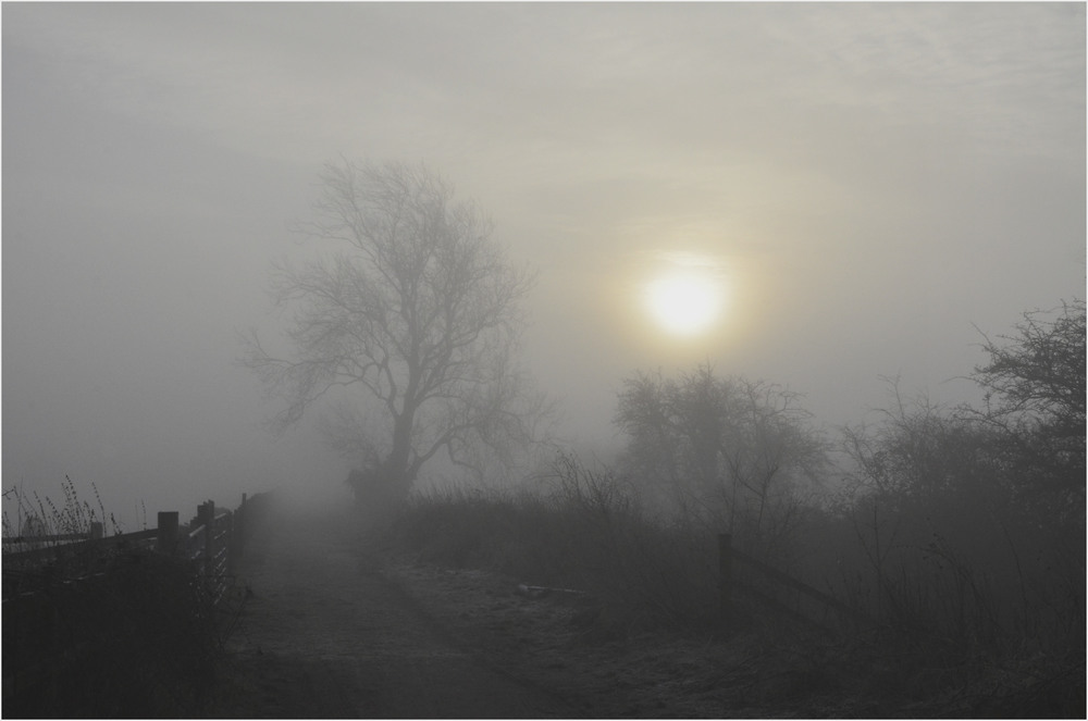 Фотографія Foggy Morning. / Николай Галилеев... / photographers.ua