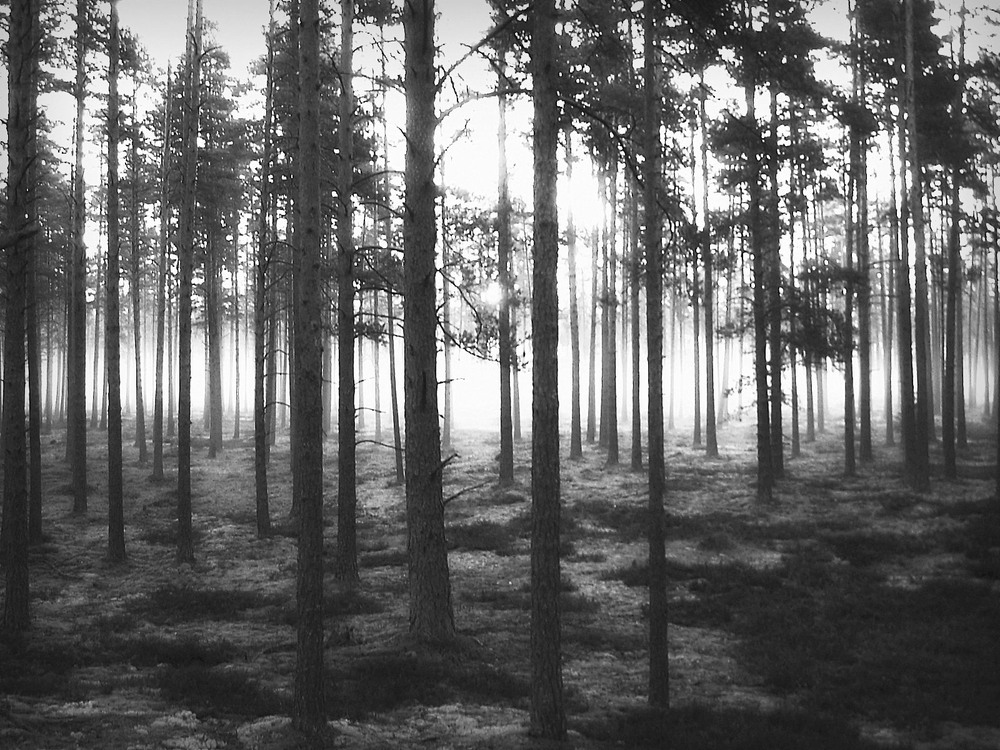 Фотографія " Таинство туманного леса " / Николай Галилеев... / photographers.ua