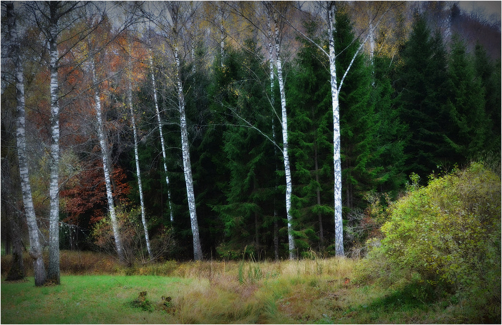 Фотографія " В пуще лесной " / Николай Галилеев... / photographers.ua