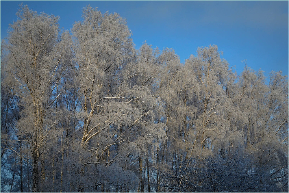 Фотографія " Покрыты снегом белым ветки...." / Николай Галилеев... / photographers.ua