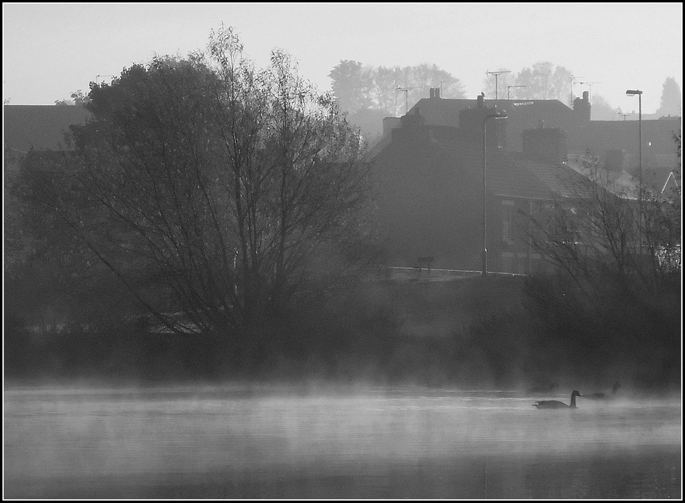 Фотографія "Чёрный лебедь " ( в туманной дымке....) / Николай Галилеев... / photographers.ua