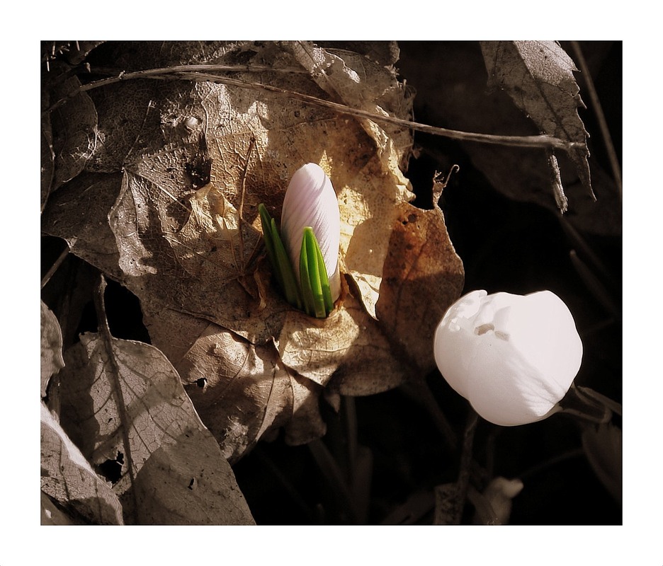 Фотографія "Весна " / Николай Галилеев... / photographers.ua