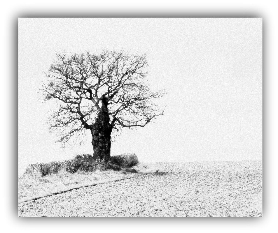 Фотографія "Одинокий  в поле...." / Николай Галилеев... / photographers.ua