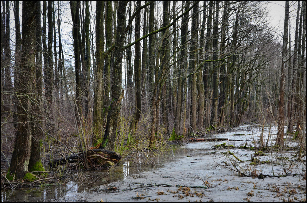 Фотографія Средь болот, лесов дремучих... / Николай Галилеев... / photographers.ua