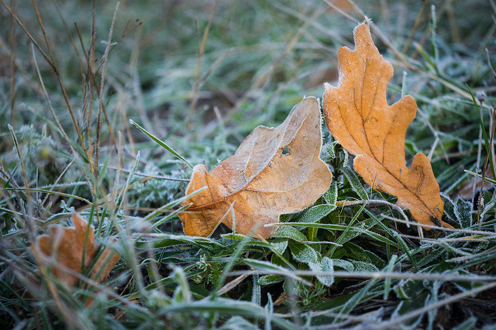 Фотографія морозным осенним утром / Александр Коваленко / photographers.ua