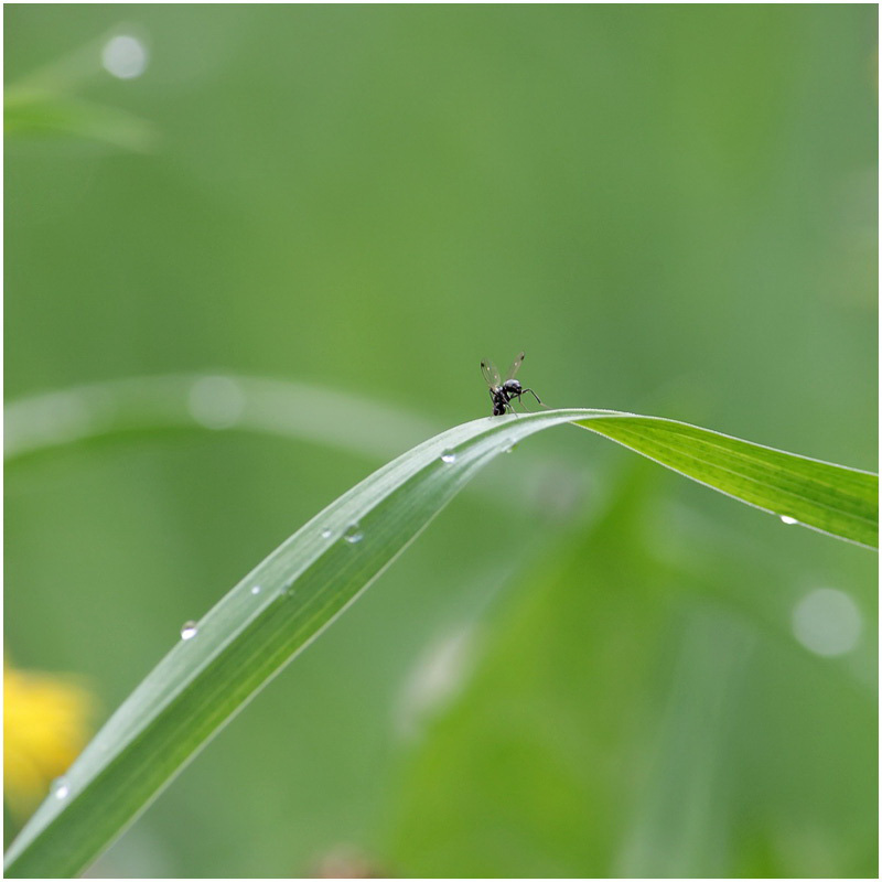 Фотографія Макро / ДЕН / photographers.ua