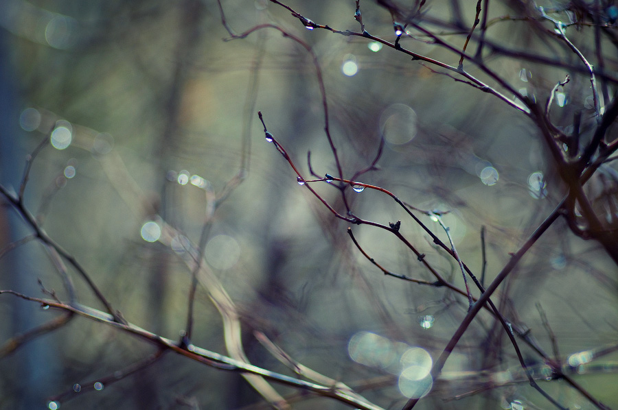 Фотографія Весенний дождь / Елена Гапон / photographers.ua