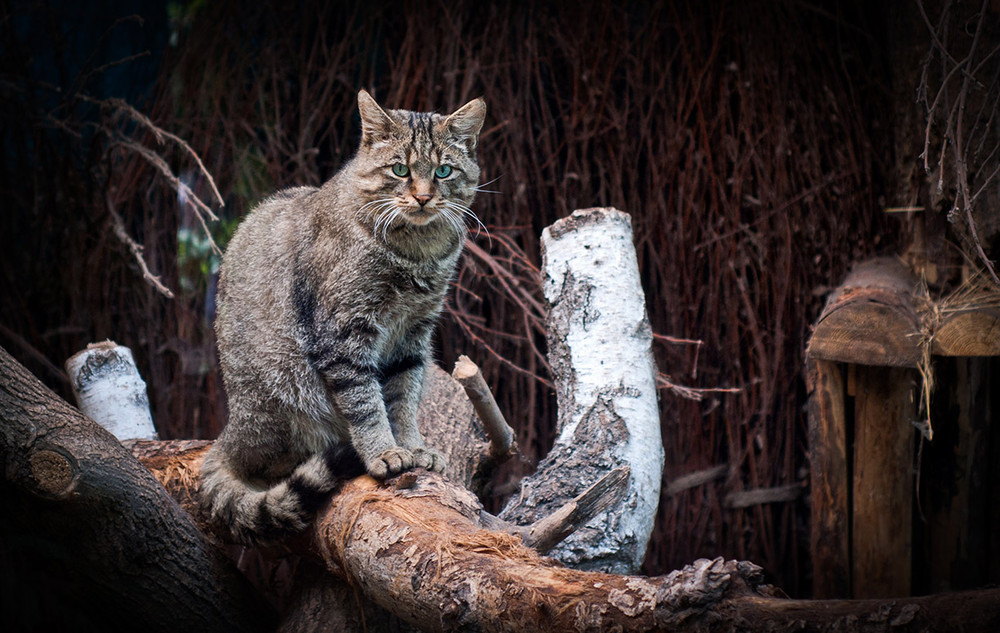 Фотографія Европейский лесной кот / Vitaliy Starodub / photographers.ua